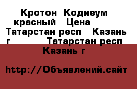 Кротон (Кодиеум) красный › Цена ­ 550 - Татарстан респ., Казань г.  »    . Татарстан респ.,Казань г.